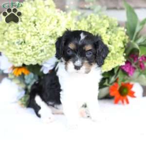 Blake, Cavapoo Puppy
